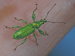 Phyllobius arborator