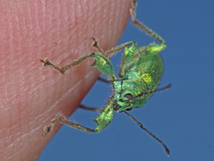 Phyllobius arborator