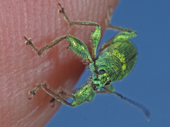 Phyllobius arborator