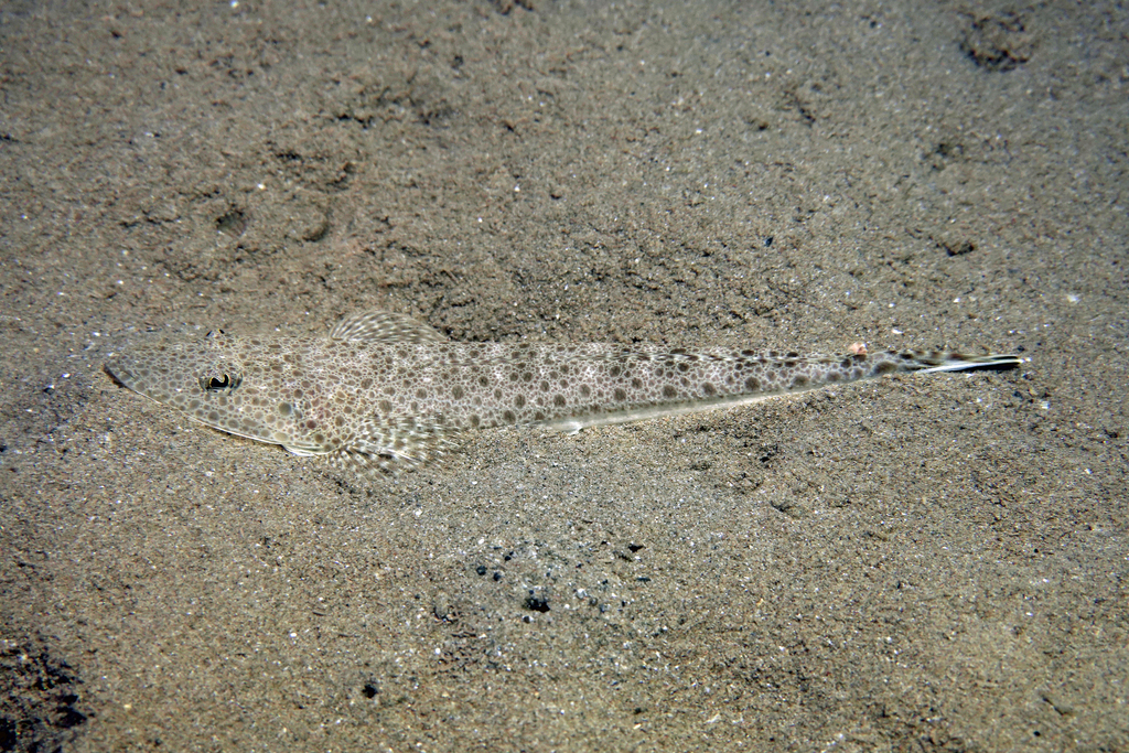 Bar-Tail Flathead