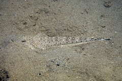 Bar-Tail Flathead photo 1