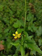 Ranunculus silerifolius