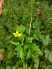 Ranunculus silerifolius