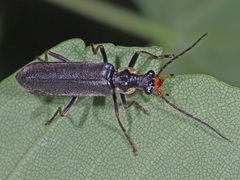 Podabrus alpinus