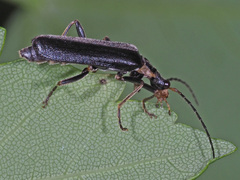 Podabrus alpinus