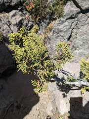 Juniperus monticola