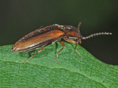Athous vittatus