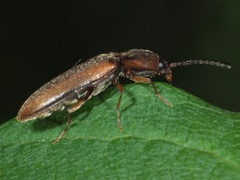 Athous vittatus