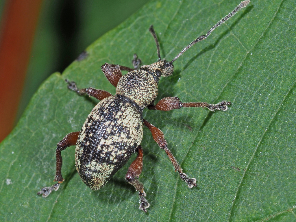 Majetnecus