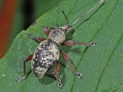 Otiorhynchus lepidopterus