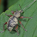 Otiorhynchus lepidopterus - Photo (c) Felix Riegel, algunos derechos reservados (CC BY-NC), subido por Felix Riegel