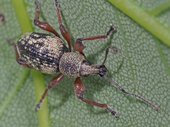 Otiorhynchus lepidopterus