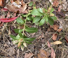 Gentiana villosa