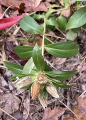 Gentiana villosa