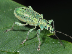 Phyllobius arborator