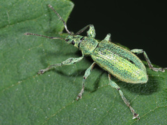 Phyllobius arborator