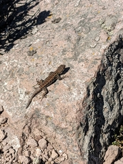 Sceloporus