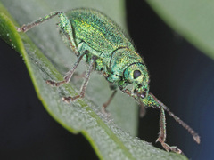 Phyllobius arborator