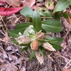 Gentiana villosa
