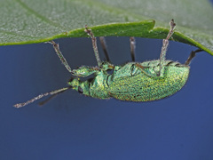 Phyllobius arborator