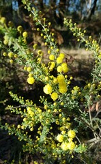 Acacia mitchellii