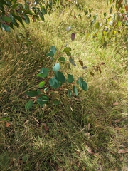 Eucalyptus baxteri
