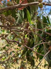 Eucalyptus baxteri