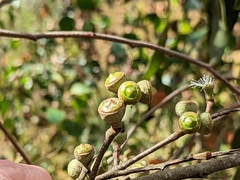 Eucalyptus baxteri