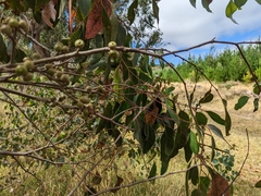 Eucalyptus baxteri