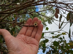 Eucalyptus baxteri