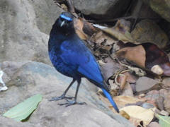 Myophonus horsfieldii