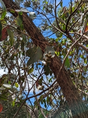 Eucalyptus baxteri