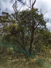 Eucalyptus baxteri