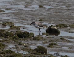 Anarhynchus frontalis