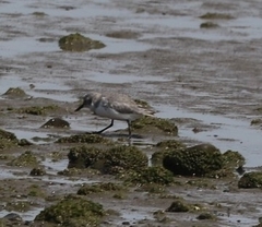 Anarhynchus frontalis