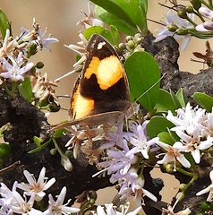 Junonia hierta cebrene