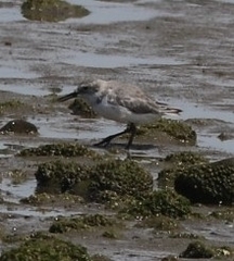 Anarhynchus frontalis