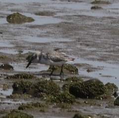 Anarhynchus frontalis