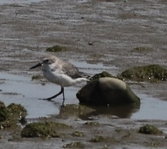 Anarhynchus frontalis