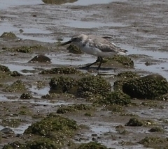 Anarhynchus frontalis