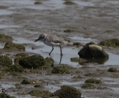 Anarhynchus frontalis