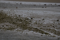 Anarhynchus frontalis