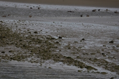 Anarhynchus frontalis