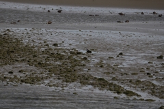 Anarhynchus frontalis