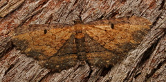 Eccymatoge fulvida