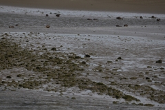 Anarhynchus frontalis