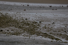 Anarhynchus frontalis