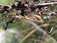 Pseudomantis albofimbriata