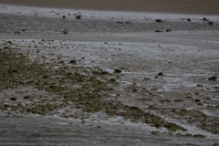 Anarhynchus frontalis