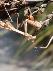 Pseudomantis albofimbriata
